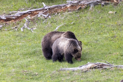 Grizzly Beryl and Cubs May 2025